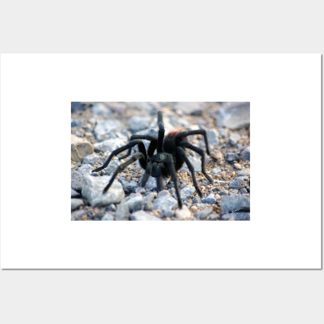 Tarantula Wall Art by VKPelham